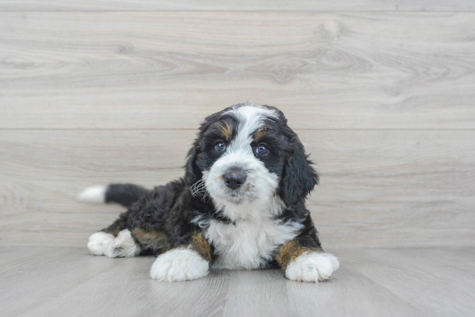 Best Mini Bernedoodle Baby