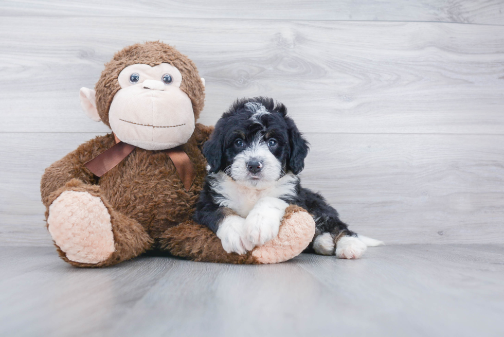 Best Mini Bernedoodle Baby