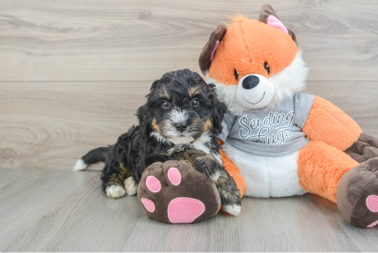 Friendly Mini Bernedoodle Baby