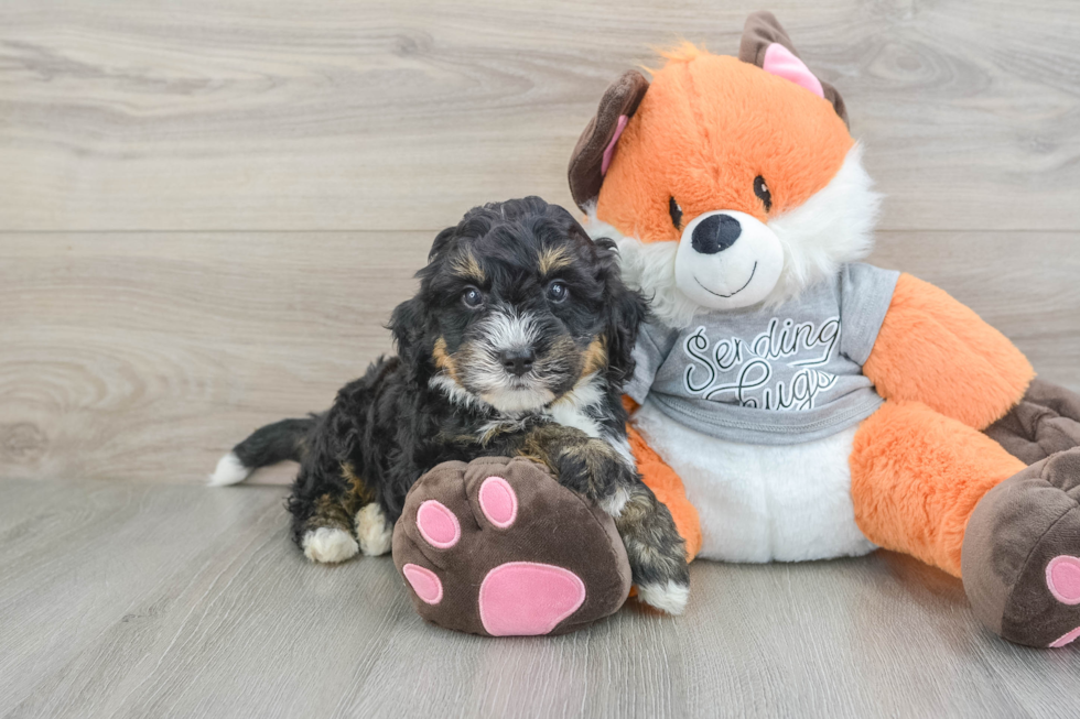 Friendly Mini Bernedoodle Baby