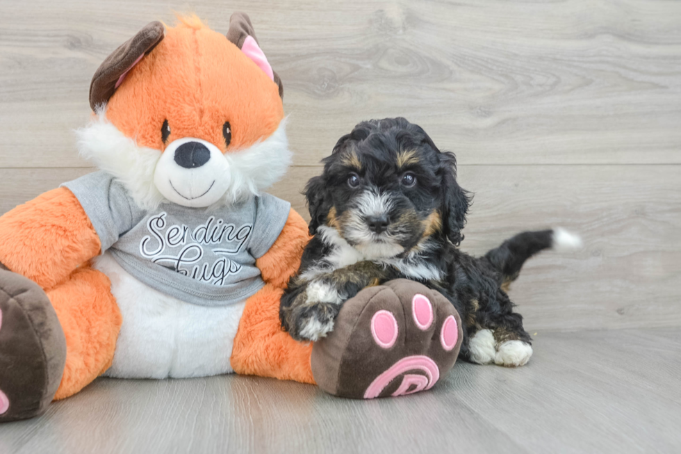 Best Mini Bernedoodle Baby