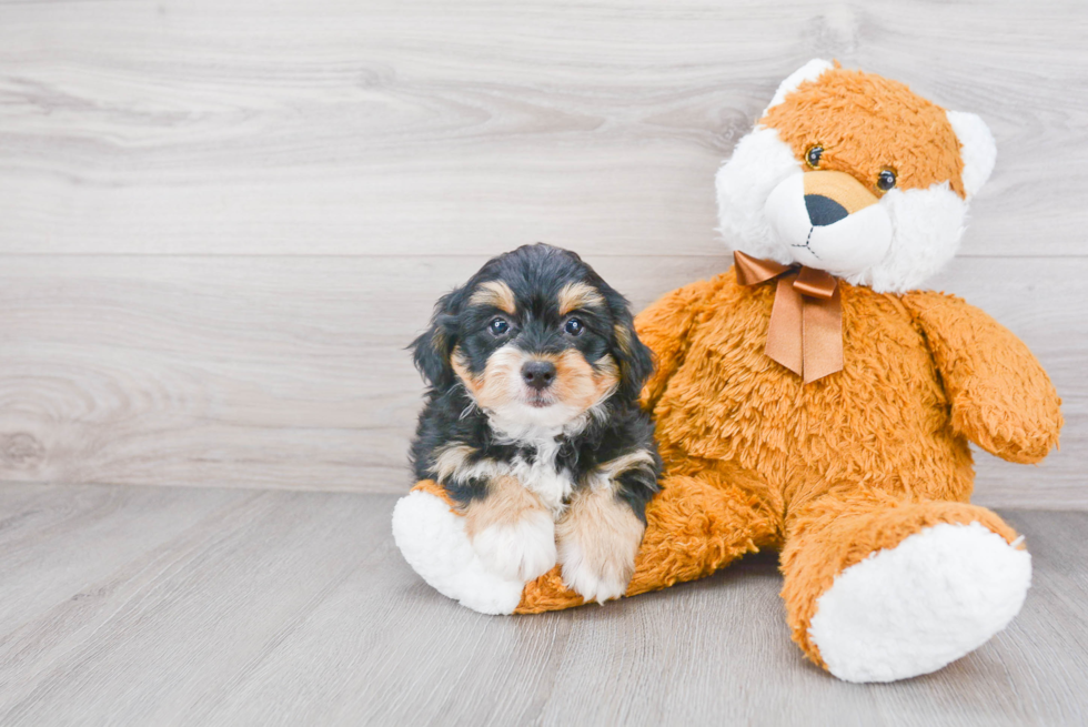 Popular Mini Bernedoodle Poodle Mix Pup