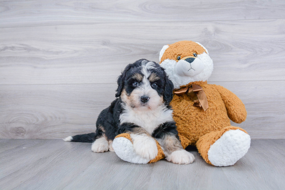 Best Mini Bernedoodle Baby