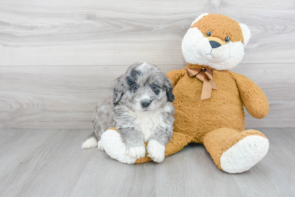 Mini Bernedoodle Pup Being Cute