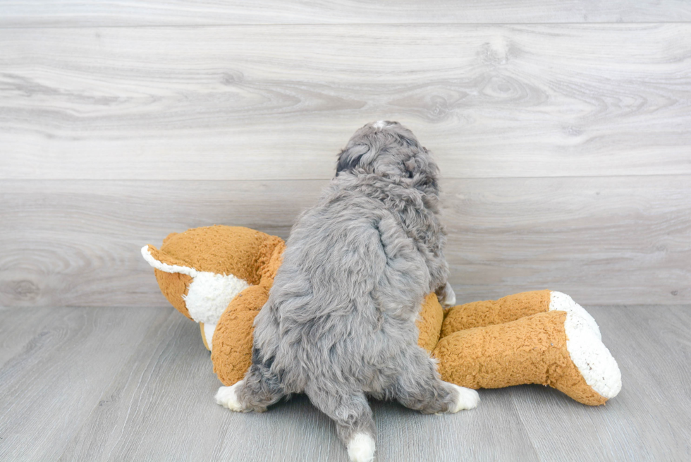 Mini Bernedoodle Puppy for Adoption