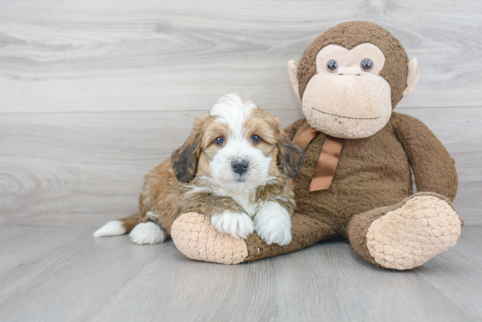 Best Mini Bernedoodle Baby