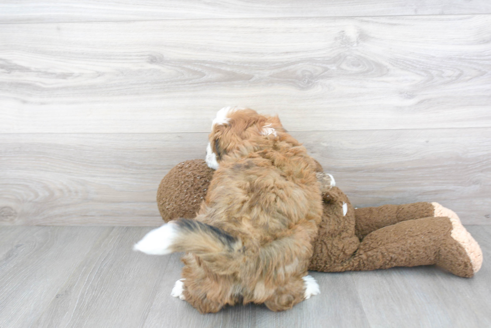 Hypoallergenic Bernadoodle Poodle Mix Puppy