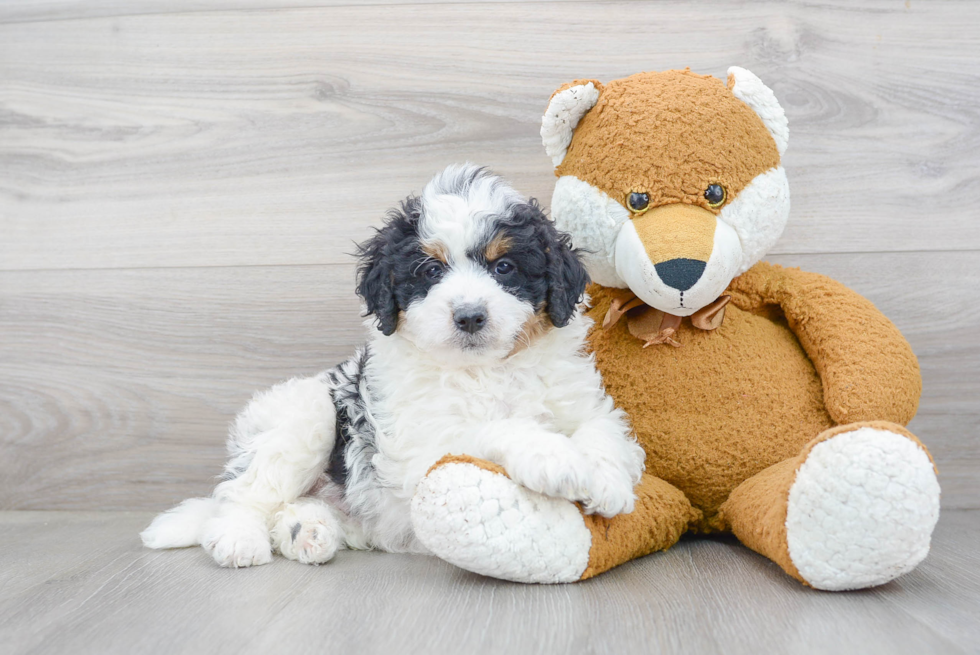 Mini Bernedoodle Puppy for Adoption