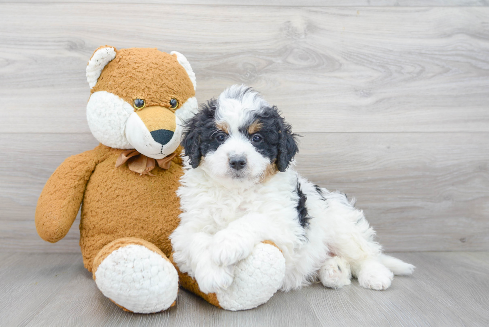 Best Mini Bernedoodle Baby