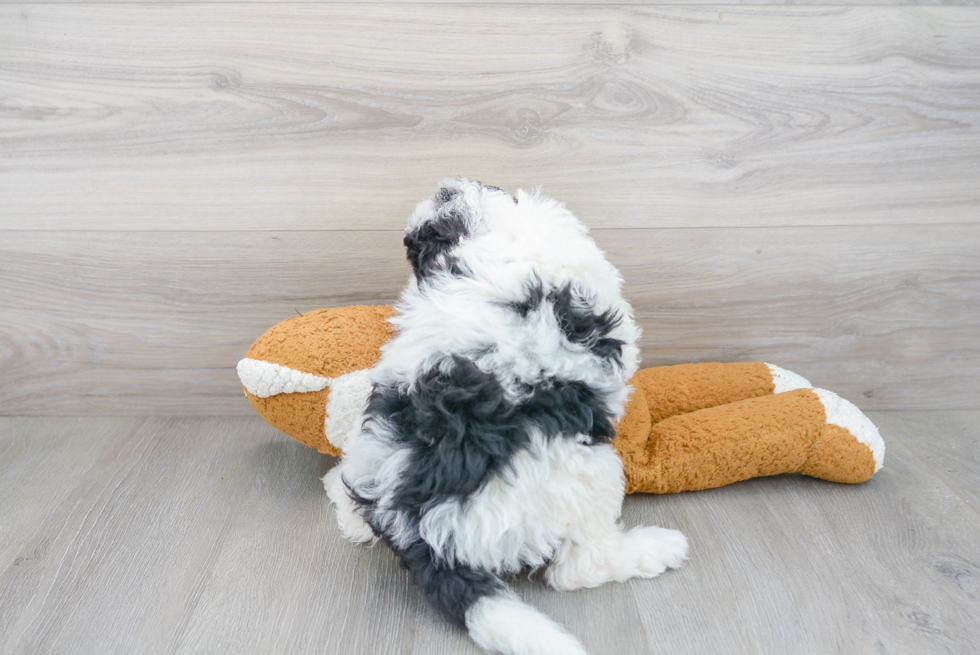 Popular Mini Bernedoodle Poodle Mix Pup