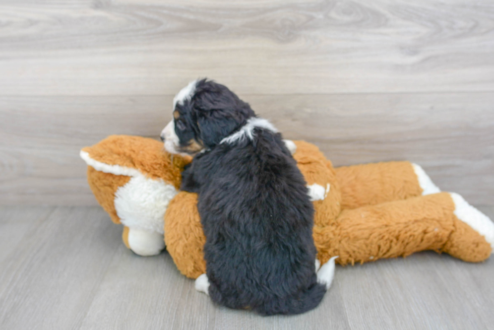 Happy Mini Bernedoodle Baby