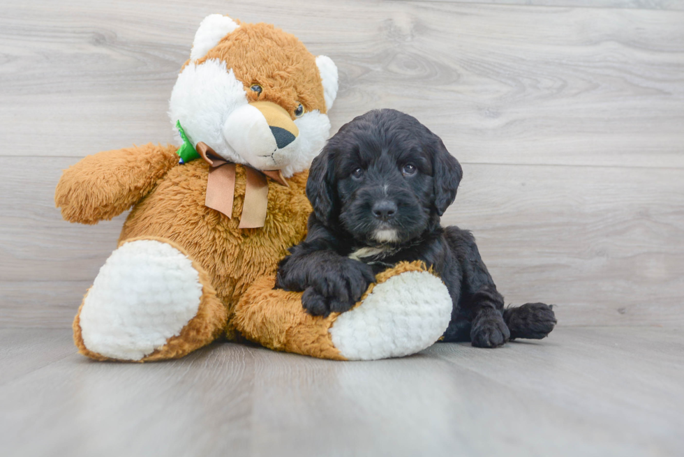 Mini Bernedoodle Pup Being Cute