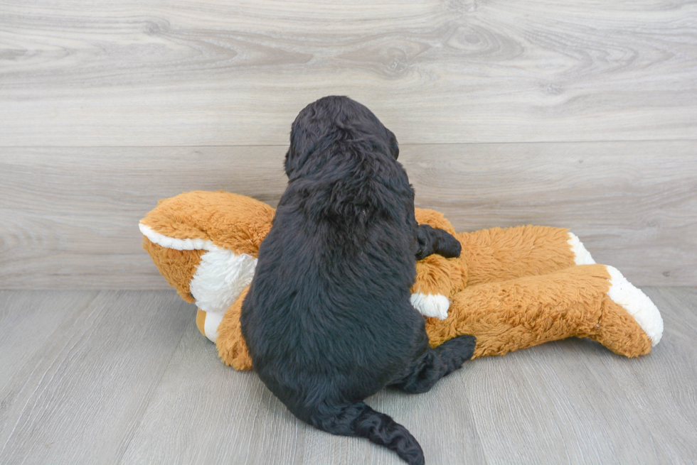 Mini Bernedoodle Puppy for Adoption