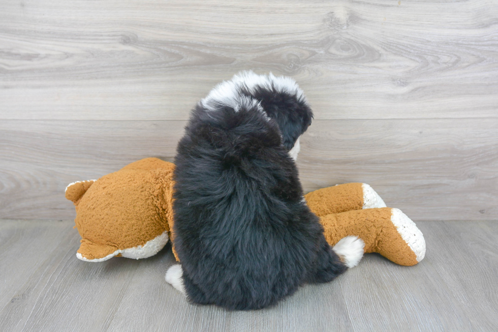 Sweet Mini Bernedoodle Baby