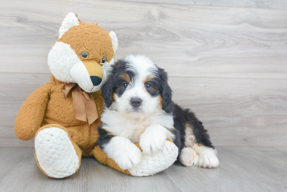 Friendly Mini Bernedoodle Baby