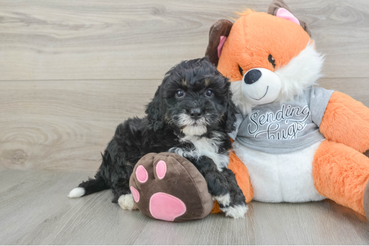 Small Mini Bernedoodle Baby