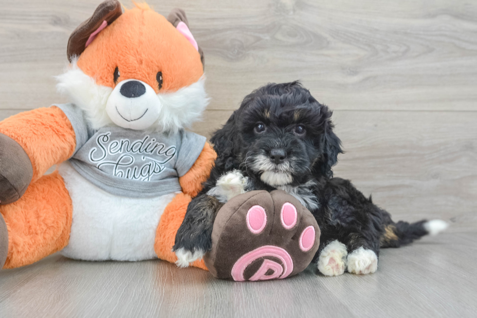 Mini Bernedoodle Puppy for Adoption