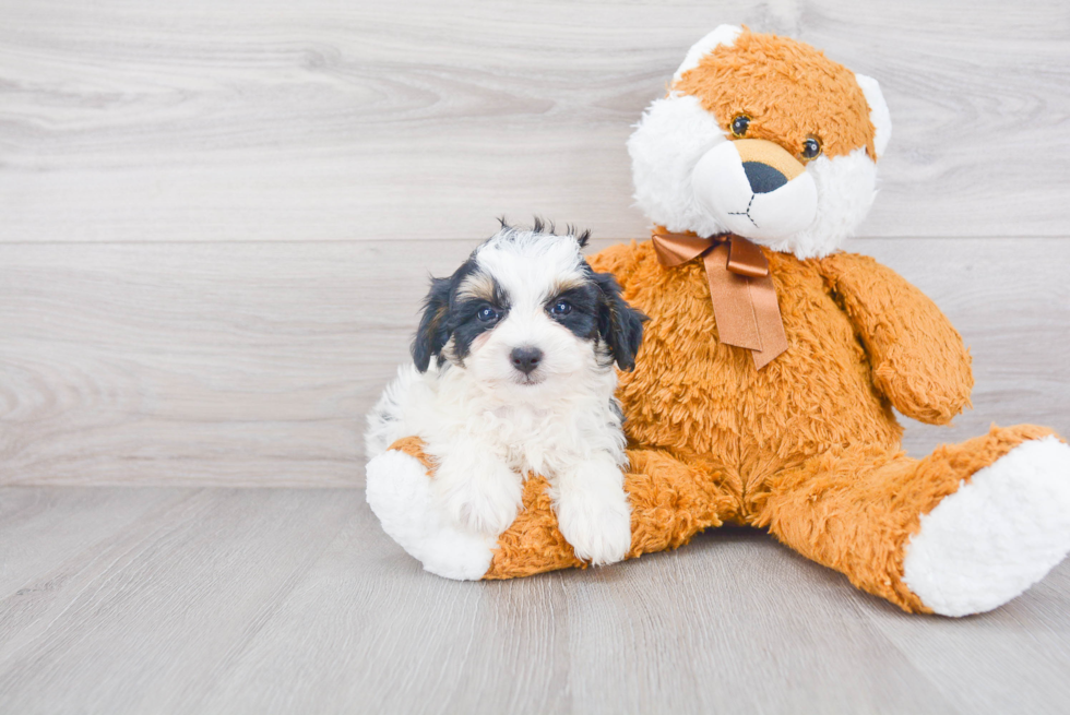 Hypoallergenic Bernadoodle Poodle Mix Puppy
