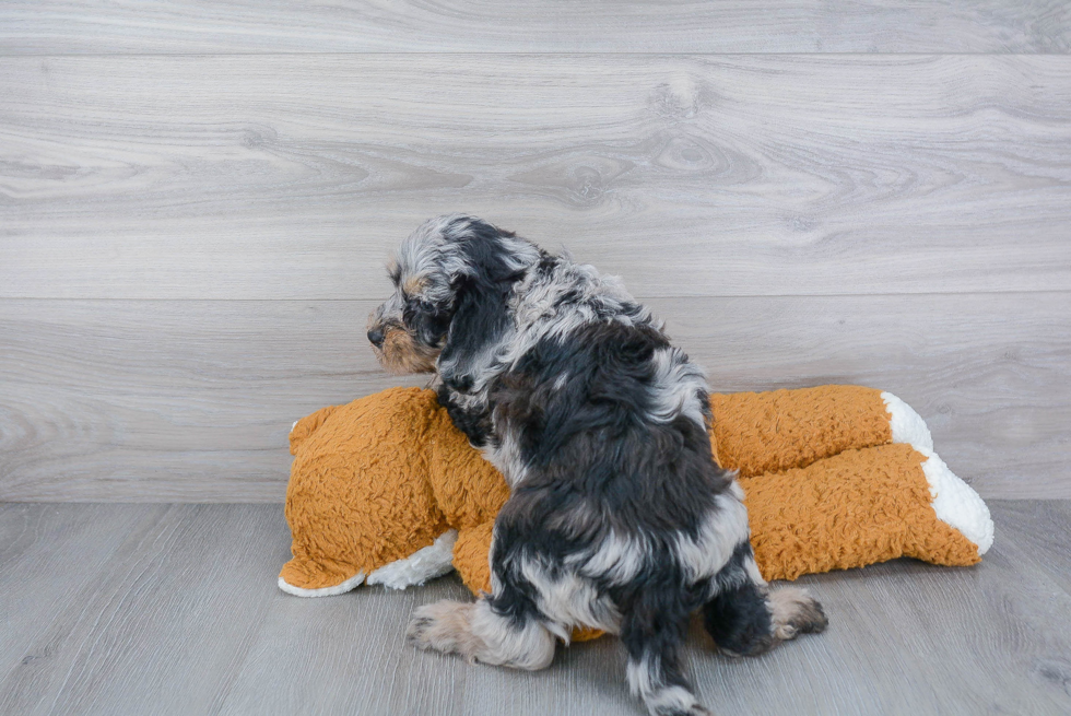 Popular Mini Bernedoodle Poodle Mix Pup