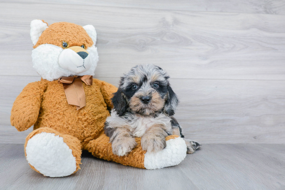 Best Mini Bernedoodle Baby