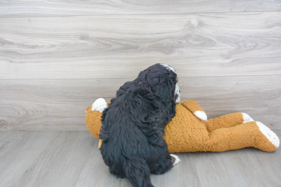 Energetic Mini Berniedoodle Poodle Mix Puppy