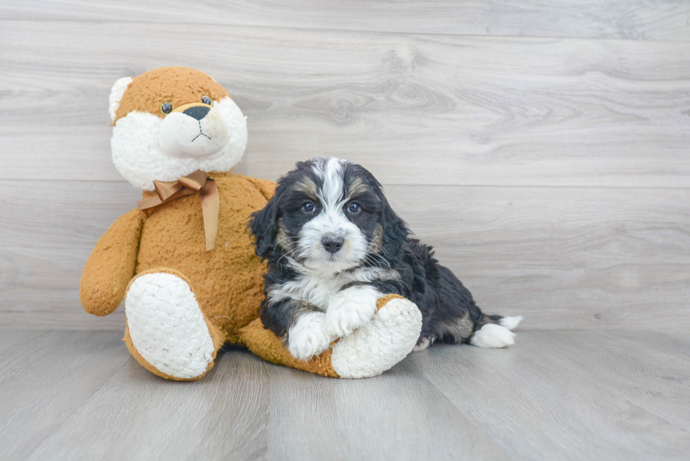 Playful Bernadoodle Poodle Mix Puppy