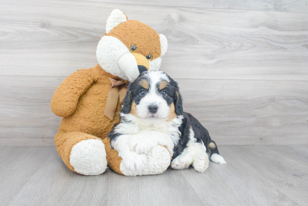 Playful Mini Berniedoodle Poodle Mix Puppy