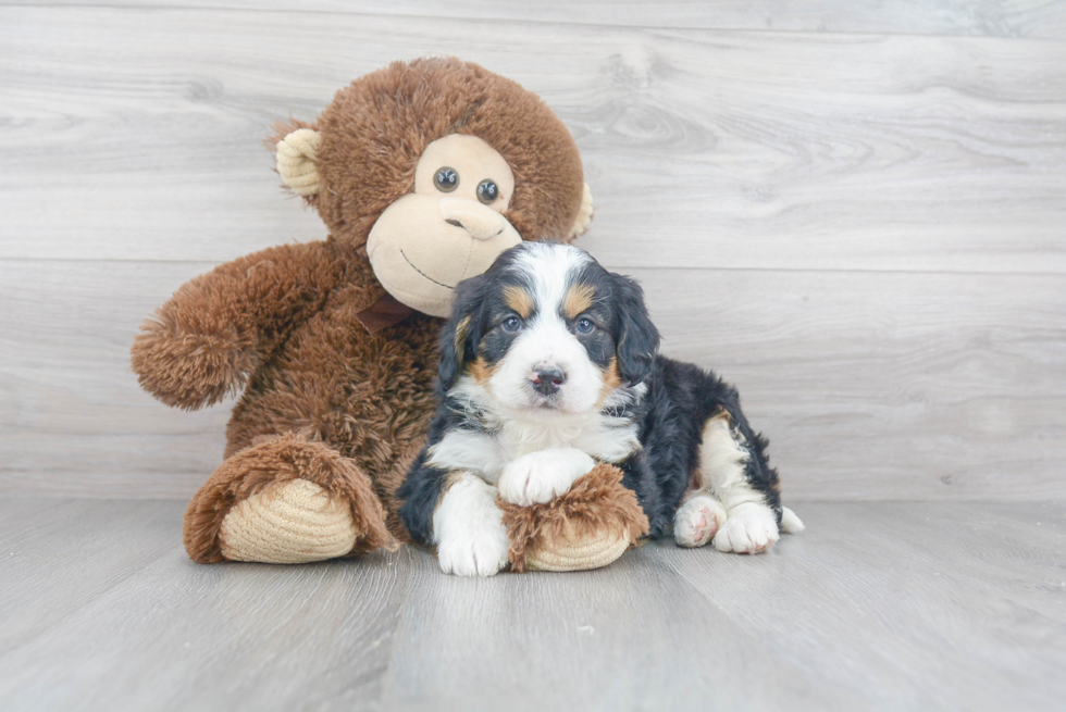 Mini Bernedoodle Puppy for Adoption
