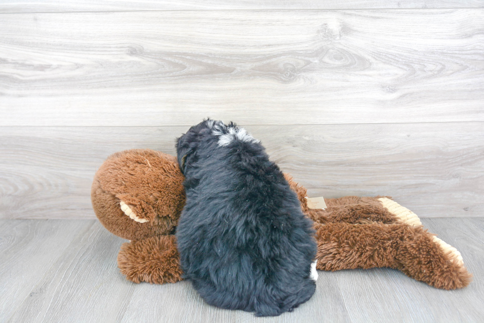 Cute Mini Bernedoodle Baby