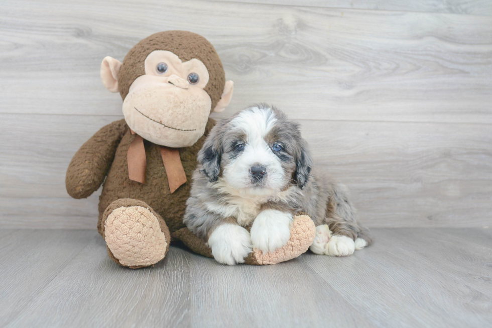 Best Mini Bernedoodle Baby