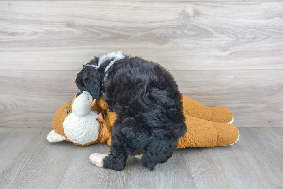 Fluffy Mini Bernedoodle Poodle Mix Pup