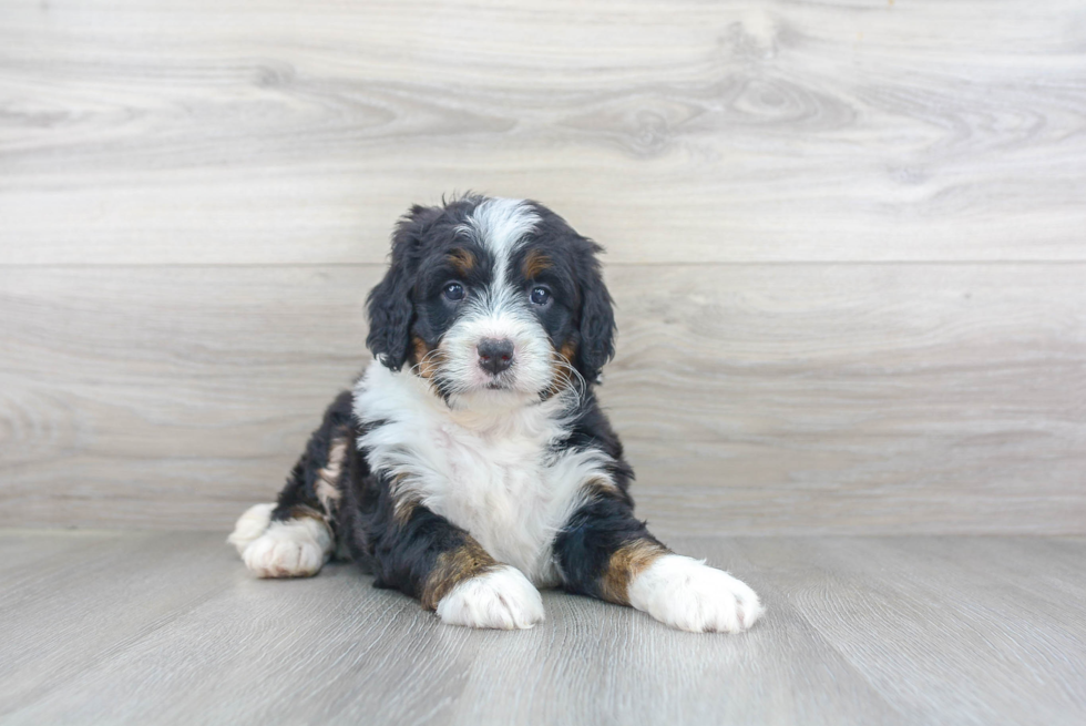 Friendly Mini Bernedoodle Baby