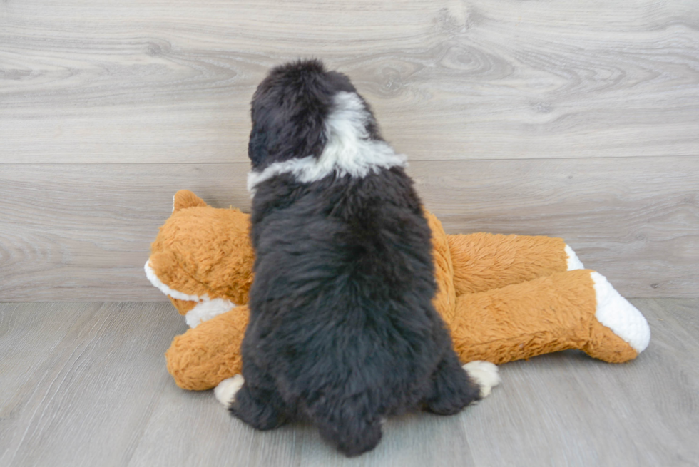 Funny Mini Bernedoodle Poodle Mix Pup