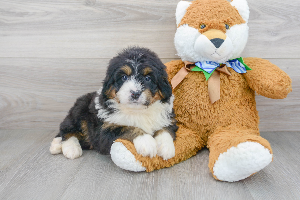 Hypoallergenic Bernadoodle Poodle Mix Puppy