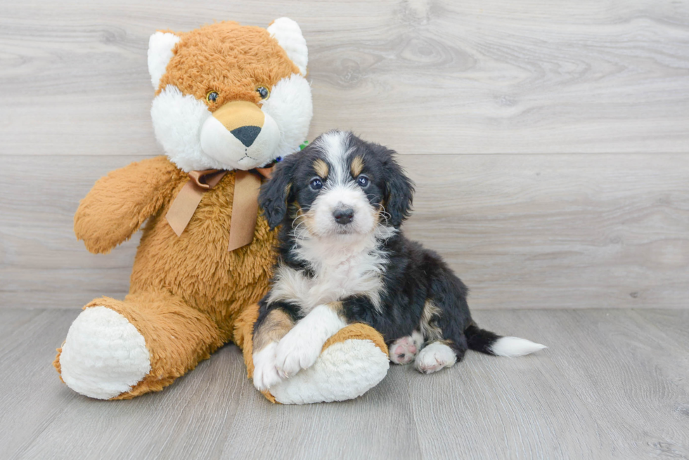 Petite Mini Bernedoodle Poodle Mix Pup