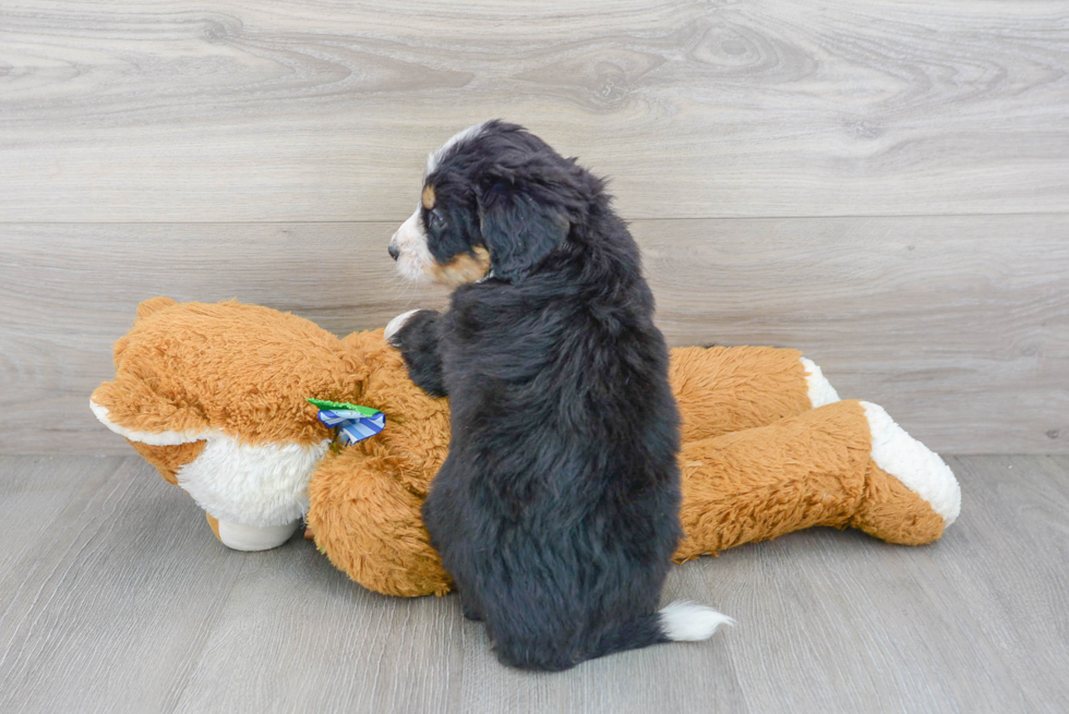 Small Mini Bernedoodle Baby