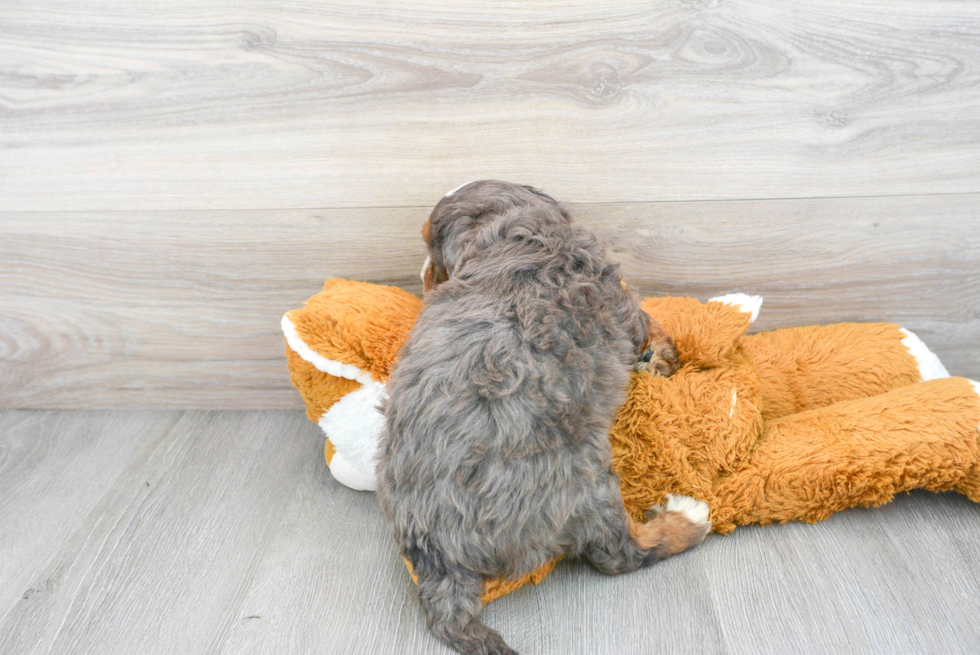 Best Mini Bernedoodle Baby