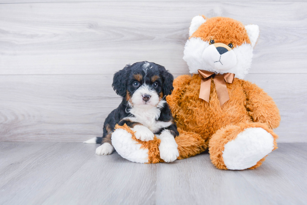 Sweet Mini Bernedoodle Baby