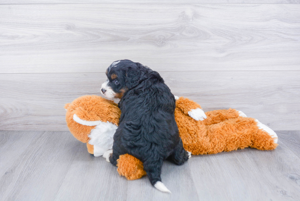Friendly Mini Bernedoodle Baby