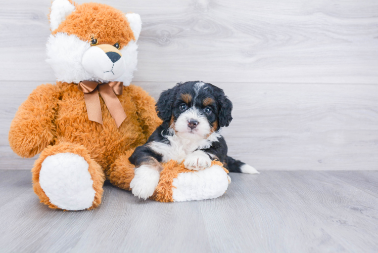 Fluffy Mini Bernedoodle Poodle Mix Pup