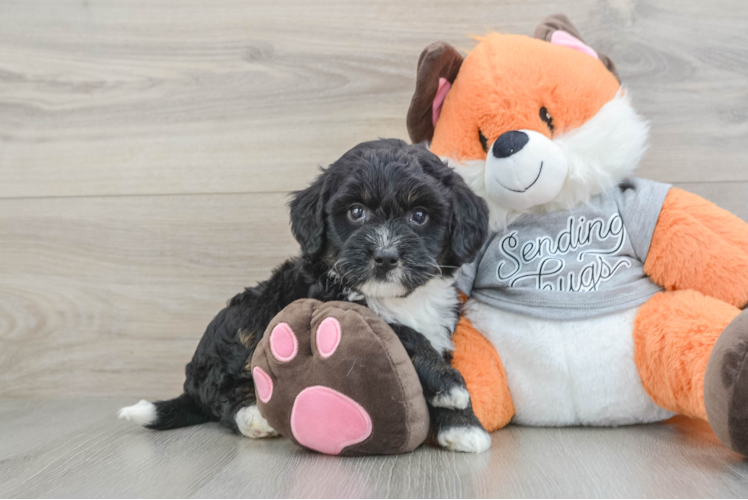 Mini Bernedoodle Pup Being Cute
