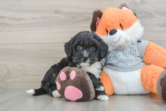 Mini Bernedoodle Pup Being Cute
