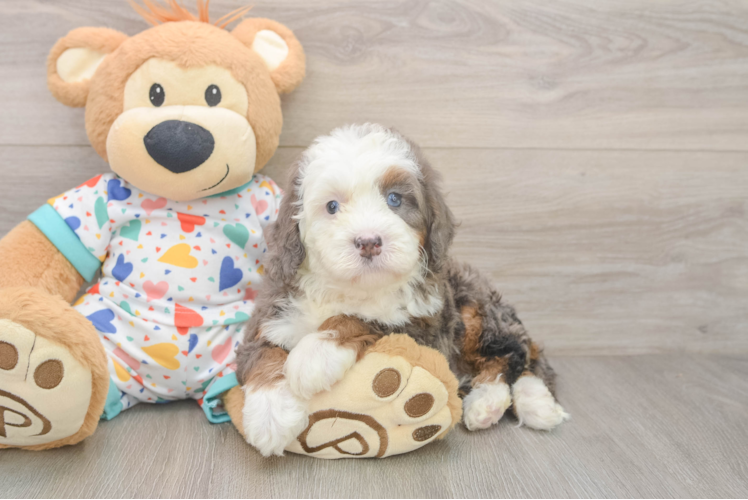 Mini Bernedoodle Puppy for Adoption