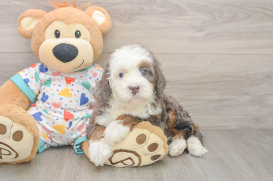 Mini Bernedoodle Puppy for Adoption