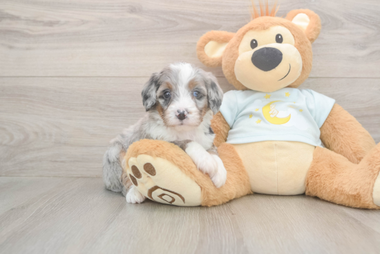 Little Mini Bernepoo Poodle Mix Puppy