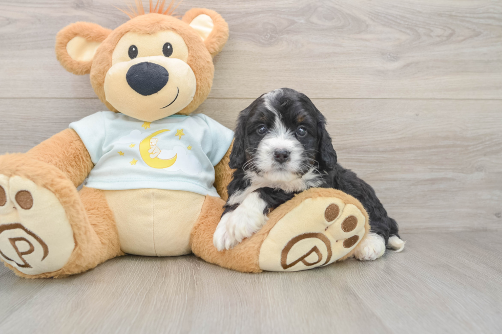 Popular Mini Bernedoodle Poodle Mix Pup