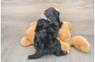 Mini Bernedoodle Pup Being Cute