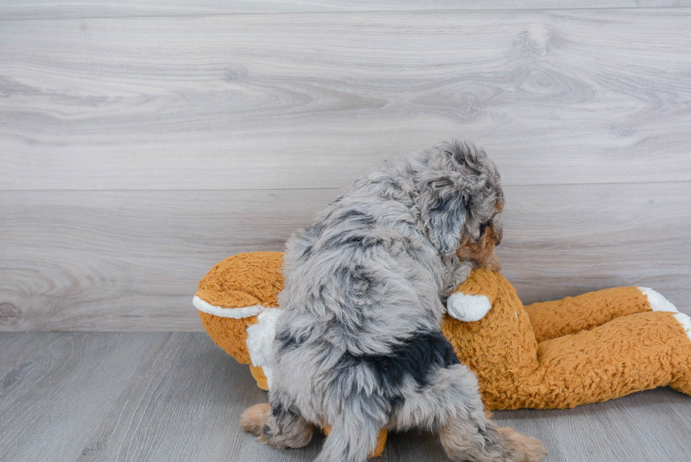 Mini Bernedoodle Puppy for Adoption