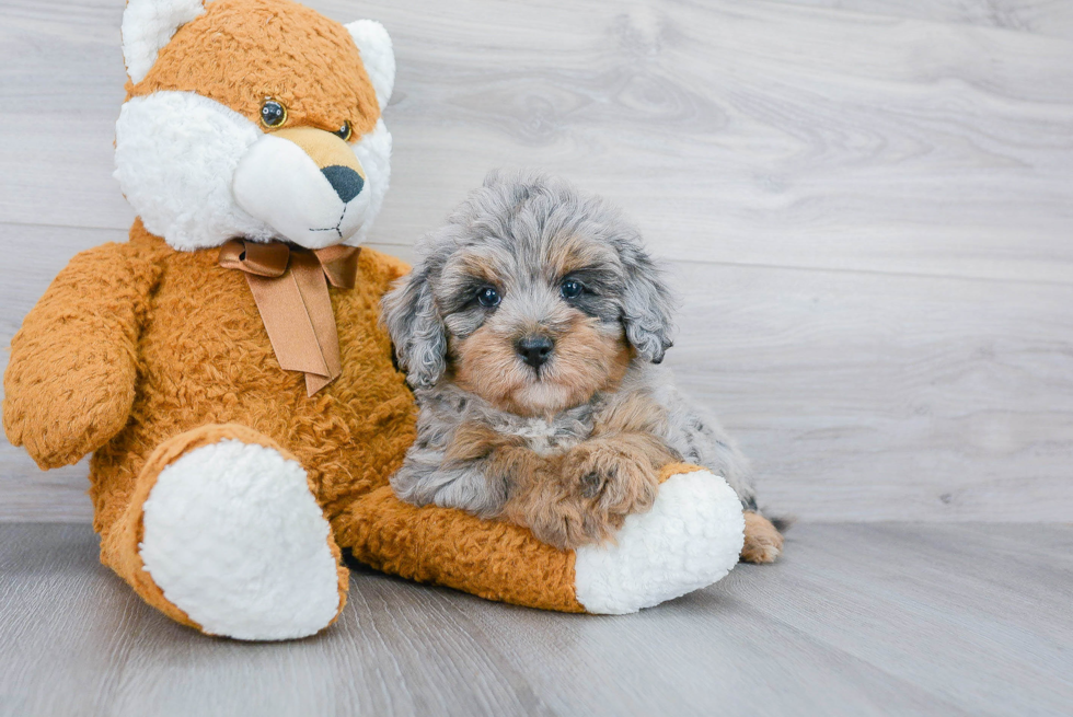 Best Mini Bernedoodle Baby