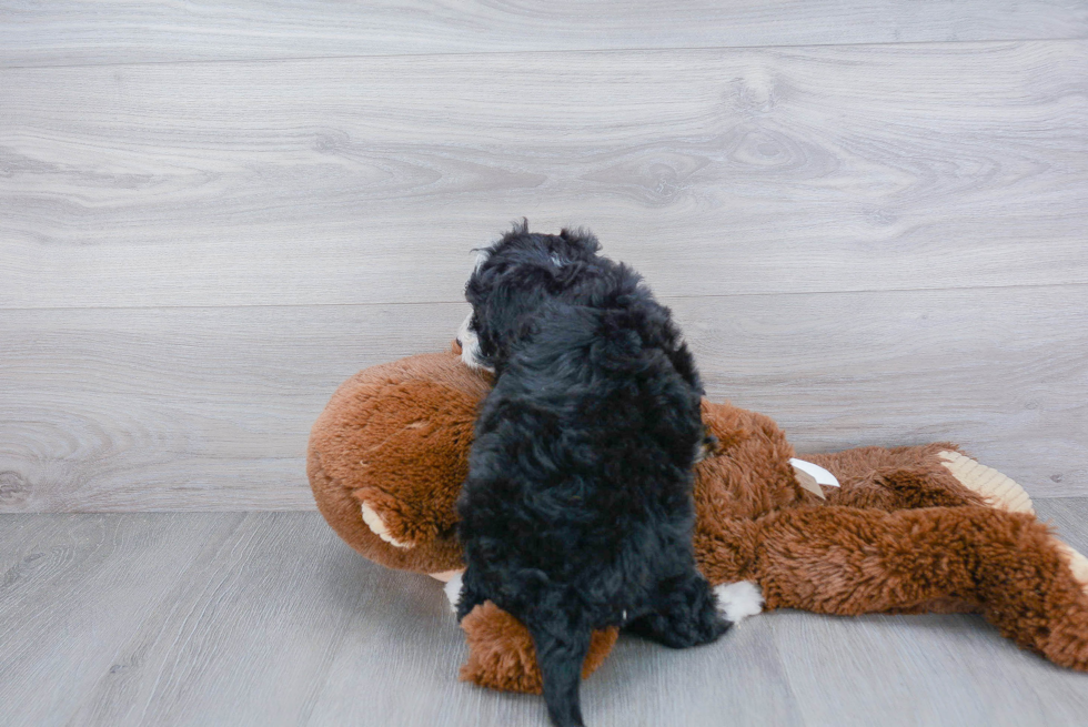 Mini Bernedoodle Pup Being Cute